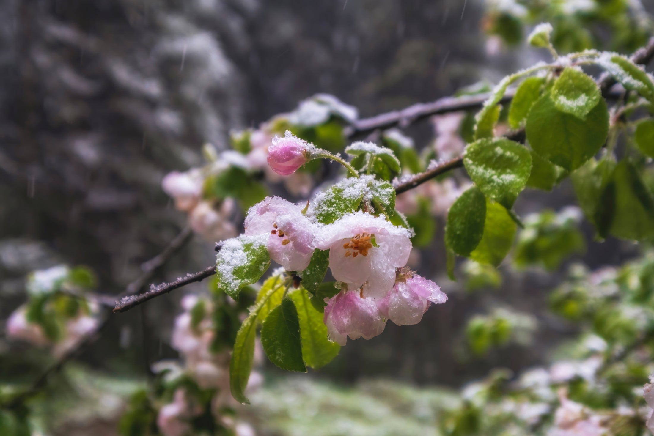 Gärtner aufgepasst! - Erster Wettertrend: So kalt werden die Eisheiligen