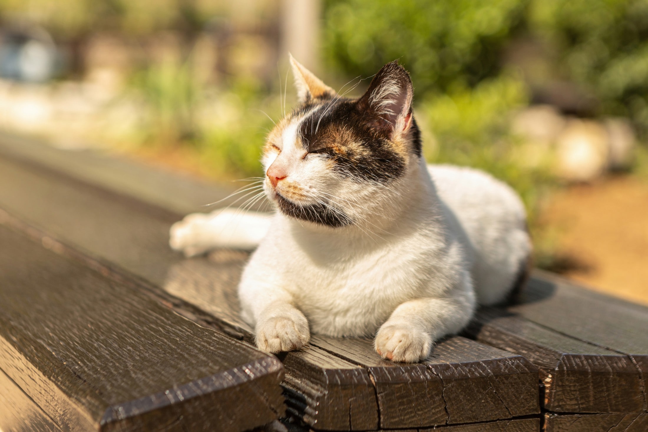Bis zu 19 Grad - Sonnige Aussichten: Frühling bleibt in Österreich