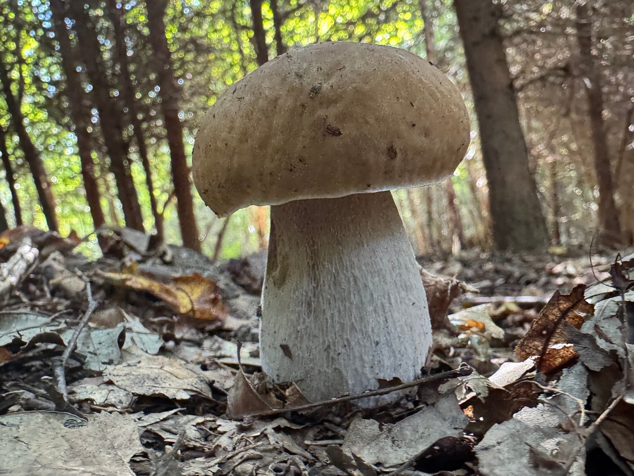 Vegetation im Fokus - So läuft Pilz-„Spionage“ per Satellit aus dem All