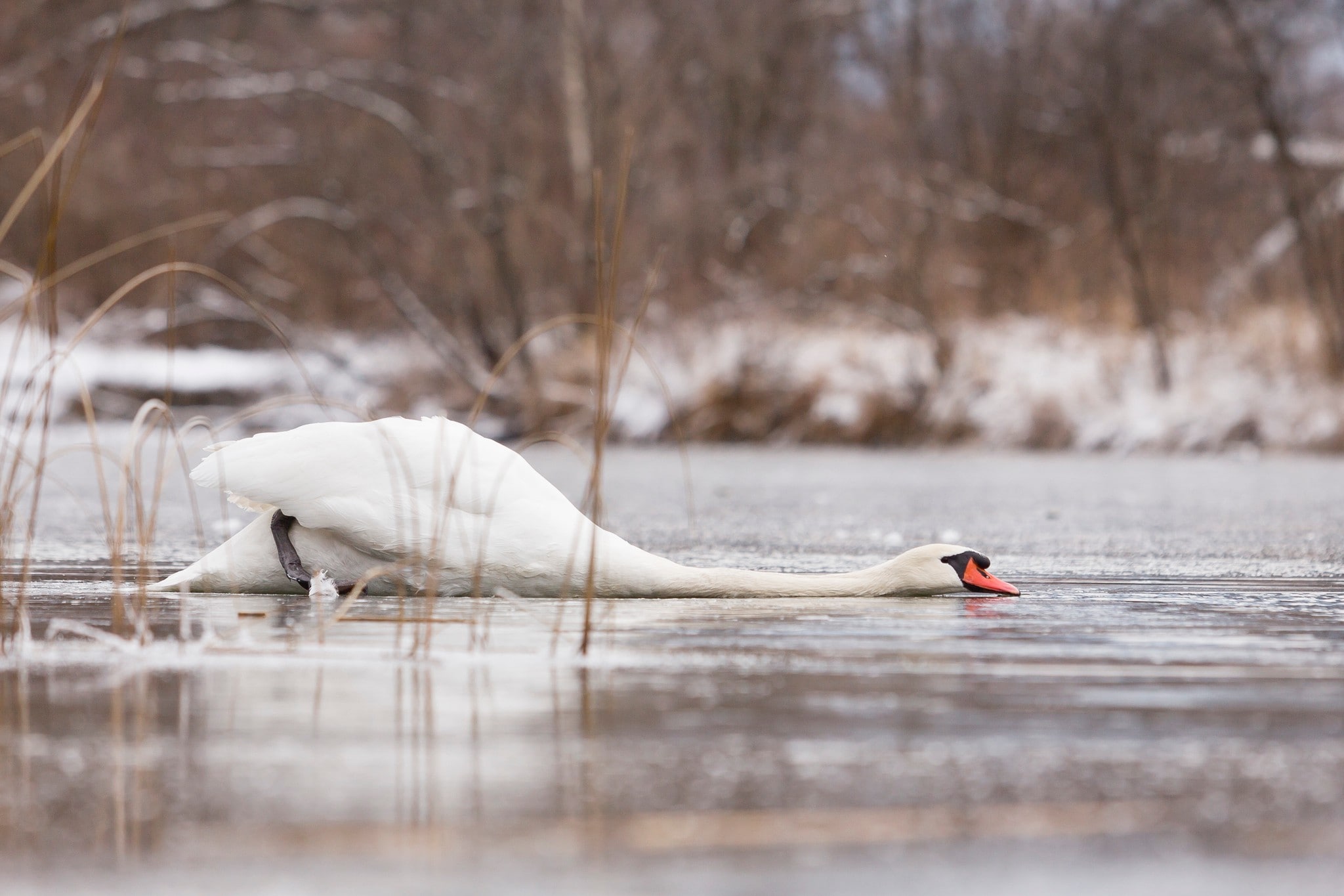 Eis am Bodensee - Nach klirrender Kälte kommt jetzt Temperatursprung