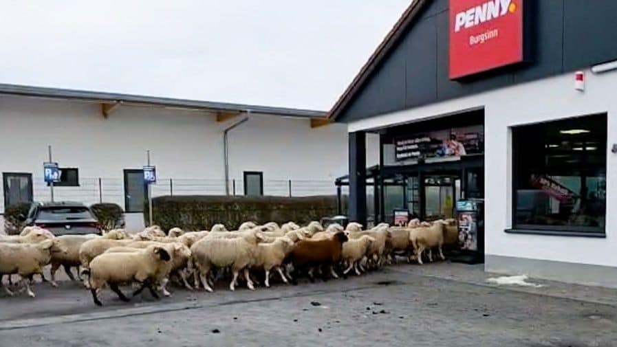 Chaos an der Kasse - „Mäh“-Alarm! Dutzende Schafe stürmten Supermarkt