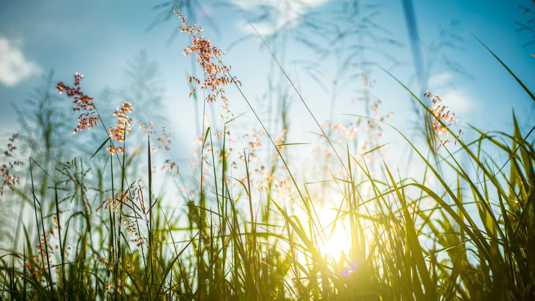 Sonnenschein dominiert - Frühling gibt Vollgas: 20,5 Grad in OÖ gemessen
