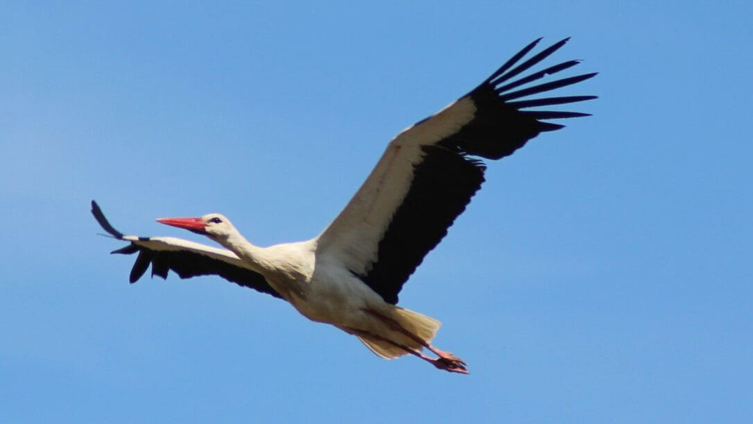 Immer frühere Ankunft - Zeichen für Frühling: Der erste Storch ist da!