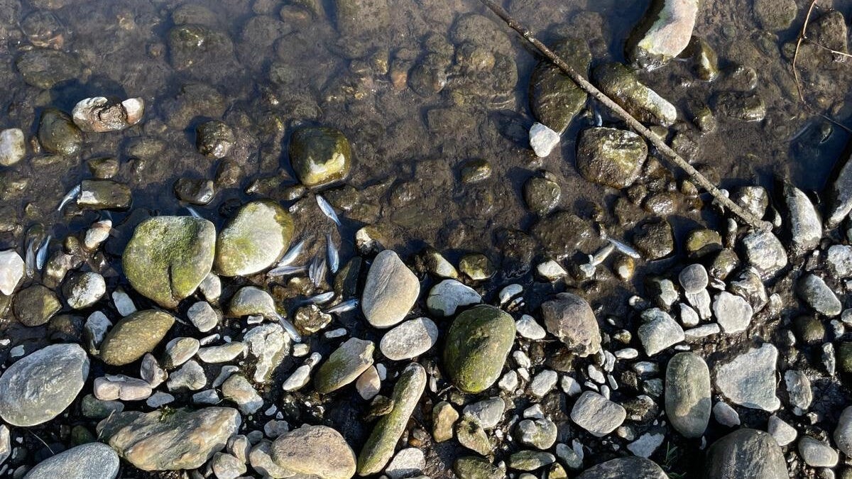 Chemikalie ausgetreten - Tote Fische in der Lavant nach Störfall in Fabrik
