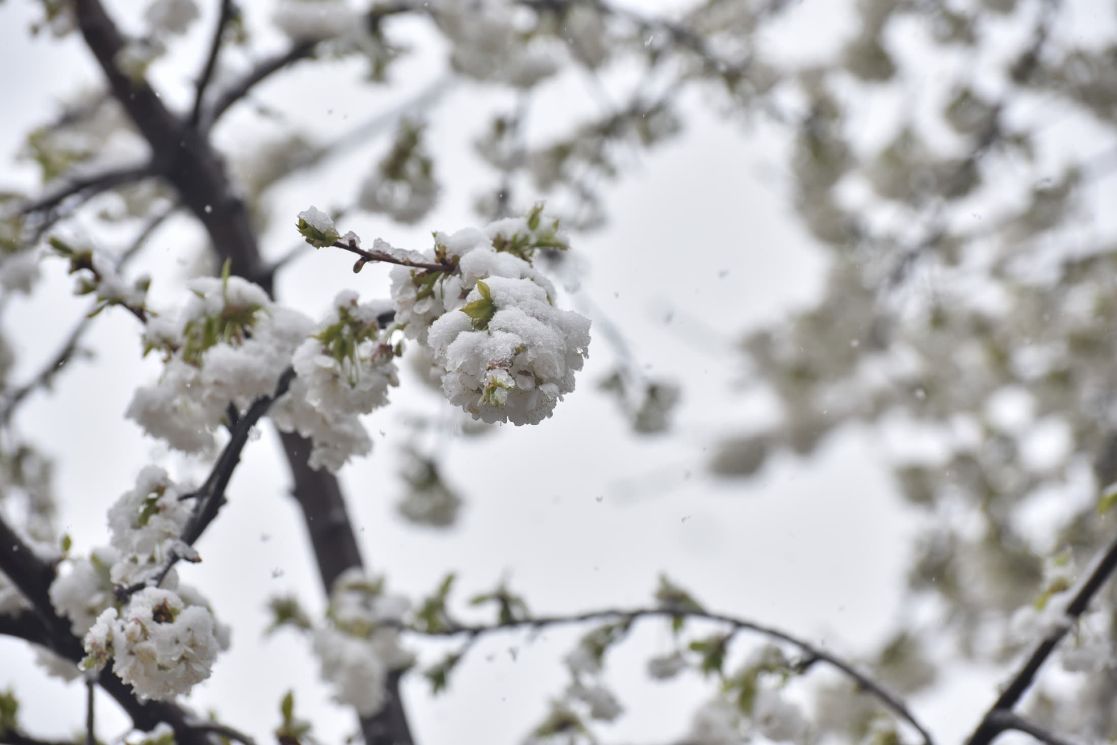 Er tut was er will - Aprilwetter spielt verrückt: Weiße Überraschung!