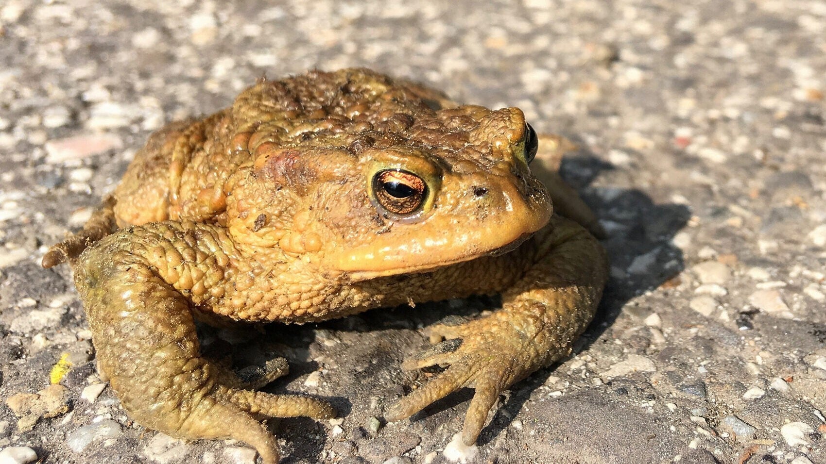 Starke Rückgänge - Trockenheit sorgt für Kahlschlag bei Amphibien