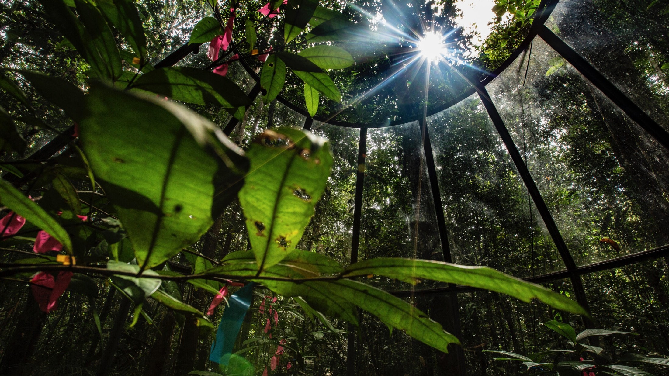 Mit „Ablaufdatum“ - Amazonas-Regenwälder schlucken jetzt mehr CO2