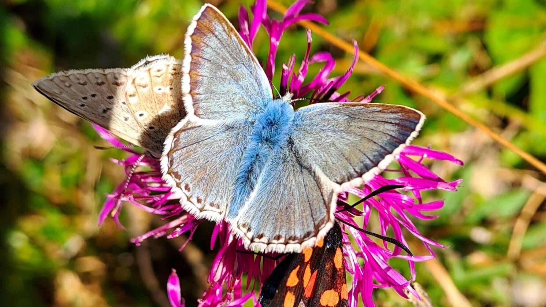 Wunder der Natur - Die evolutionäre Brillanz der Insekten