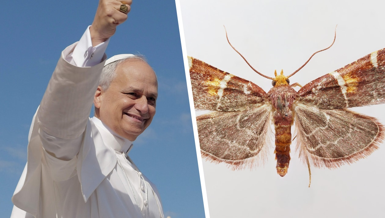 „Große Verantwortung“ - Warum ein Schmetterling den Namen Papst Leo trägt