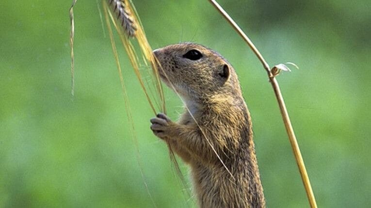 Appell an Ministerium - Rote Listen gefährdeter Tierarten nicht aktuell