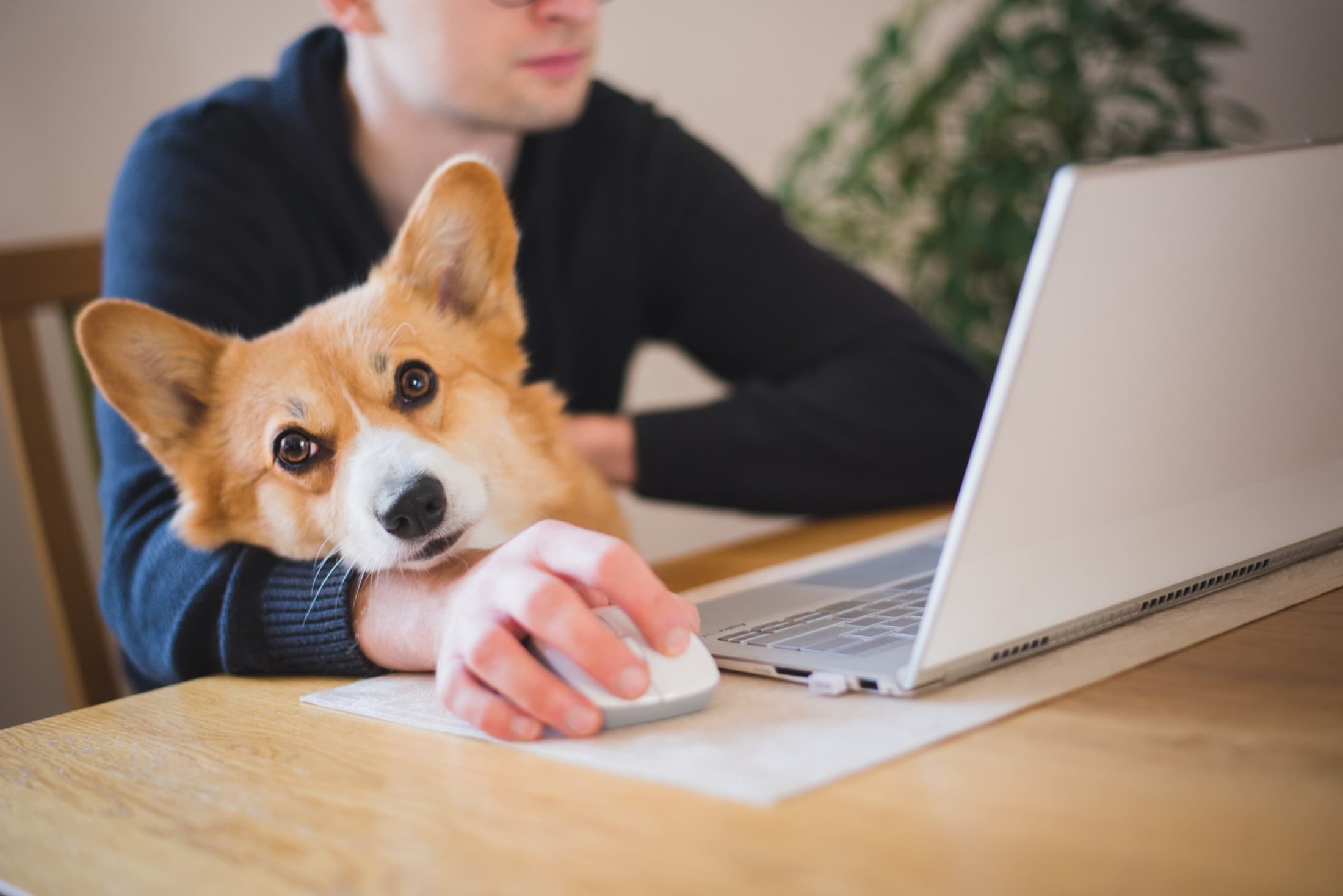 Welttag der Bürohunde - Nicht ohne mein Tier: Hälfte wechselt dafür Arbeit