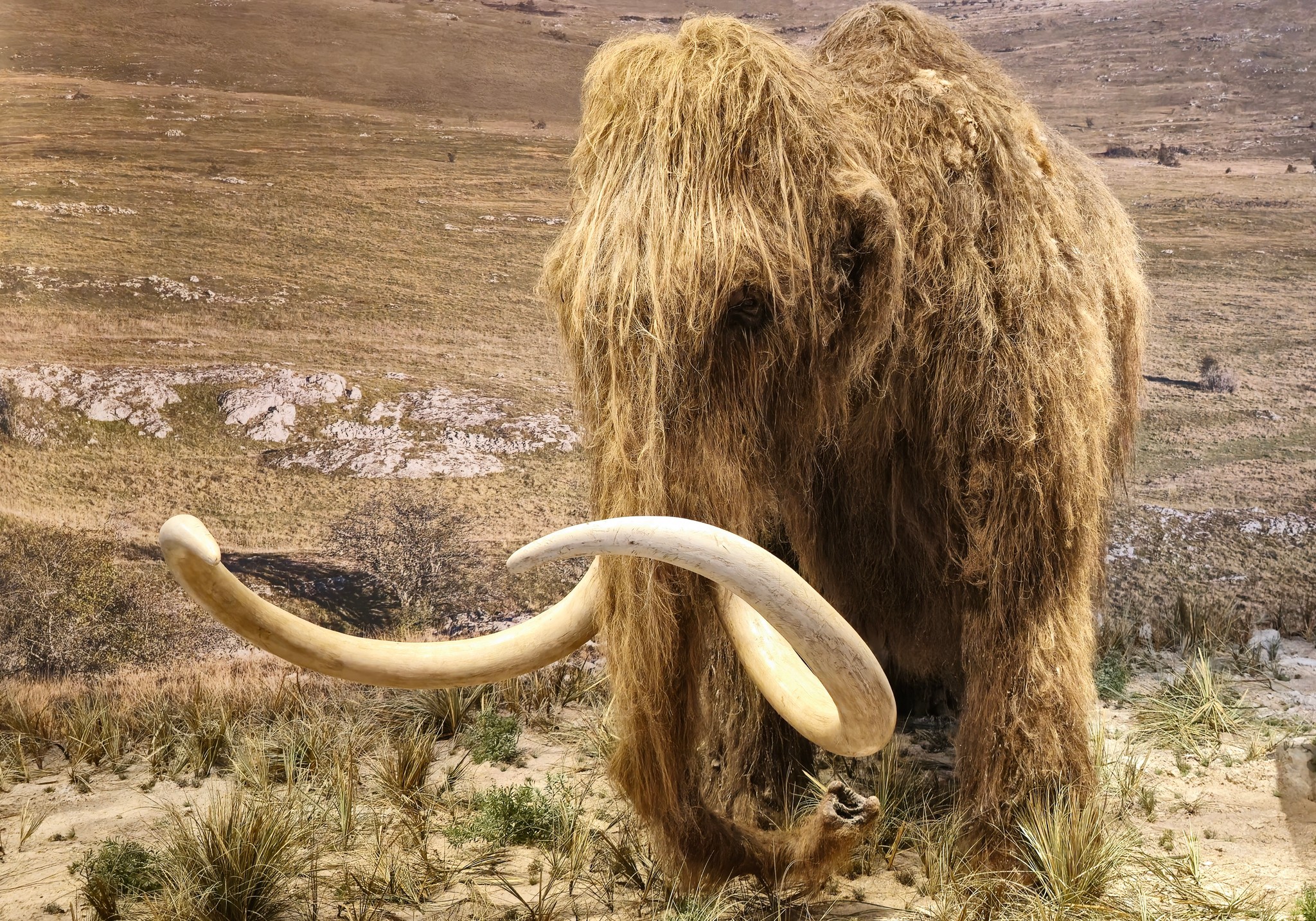 Wie vor 10.000 Jahren - So sollen Mammut & Co. zum Leben erweckt werden