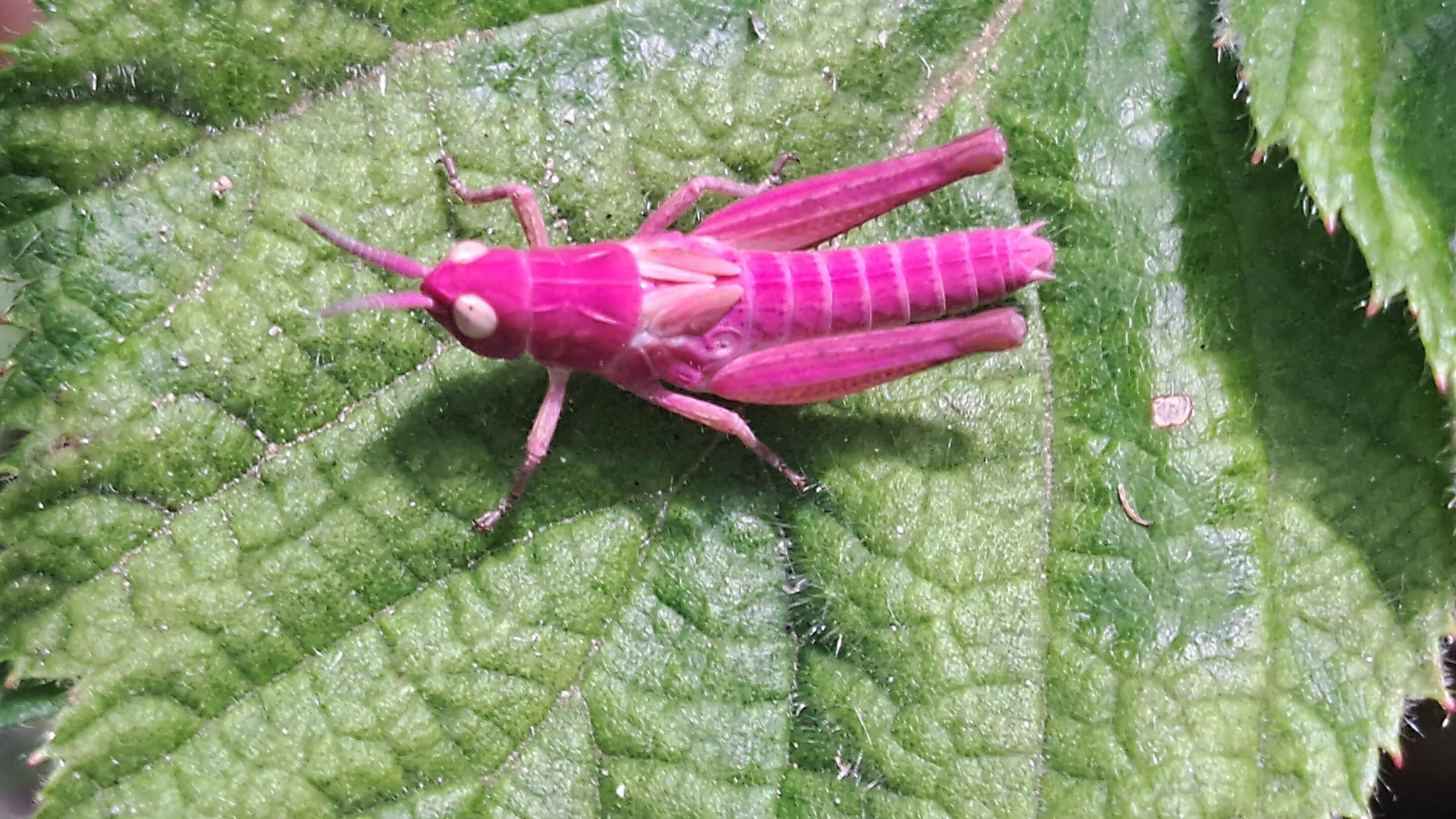 Mutation lässt staunen - Seltener rosa Grashüpfer in Kärnten entdeckt