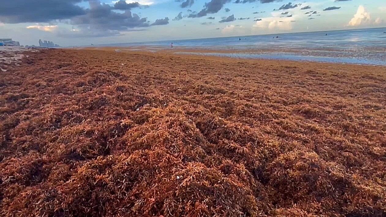 Stinkende Algen - Miami Beach: Strände mit Unmengen Seetang bedeckt
